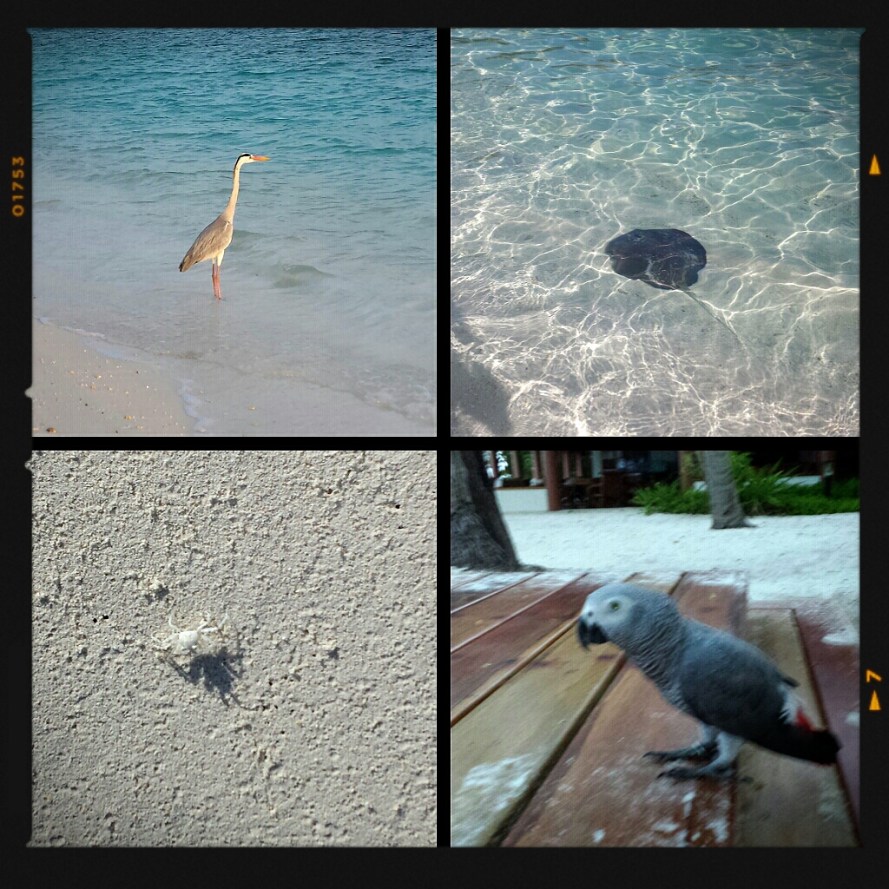 My Weekend in Maldives Fihalhohi