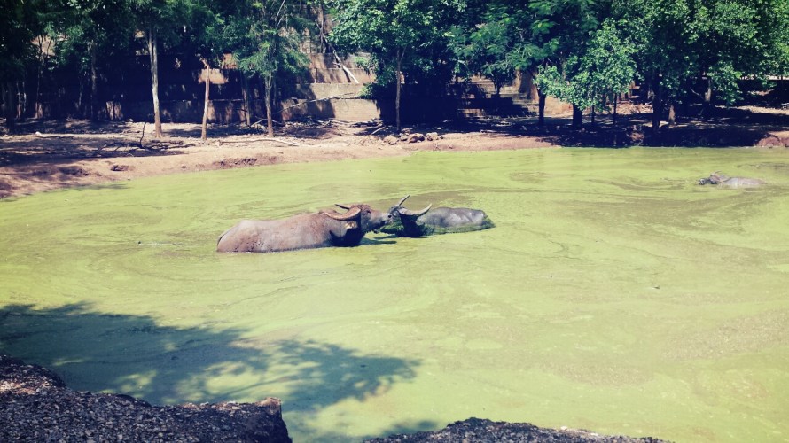 Kanchanaburi Tiger Temple