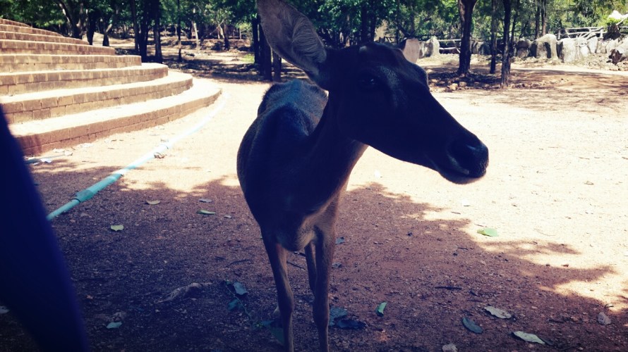 Kanchanaburi Tiger Temple