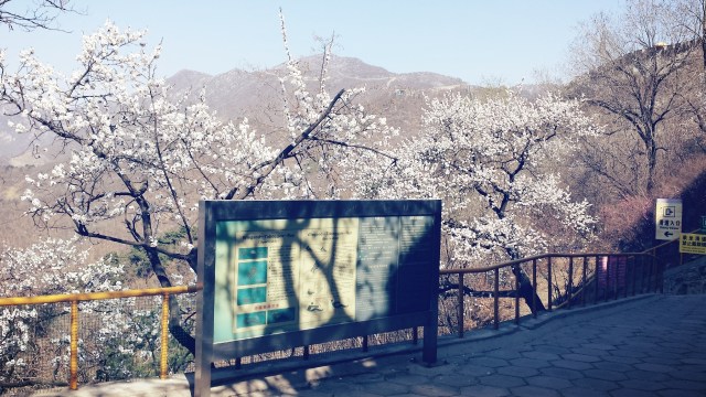 Beijing Springtime Story The Great Wall of China