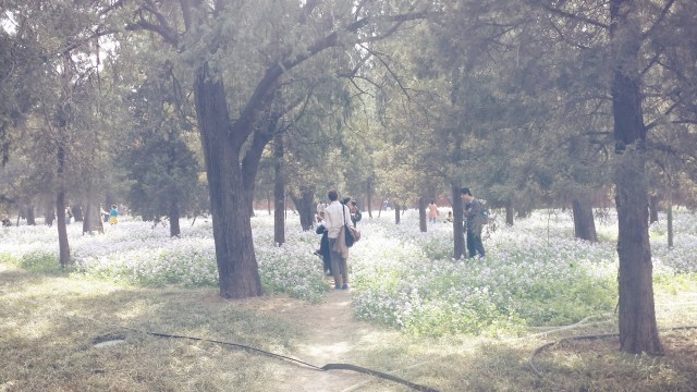 Beijing Springtime Story Temple of Heaven