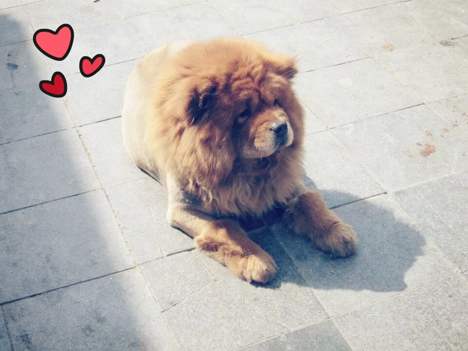 Beijing Springtime Story Chow Chow
