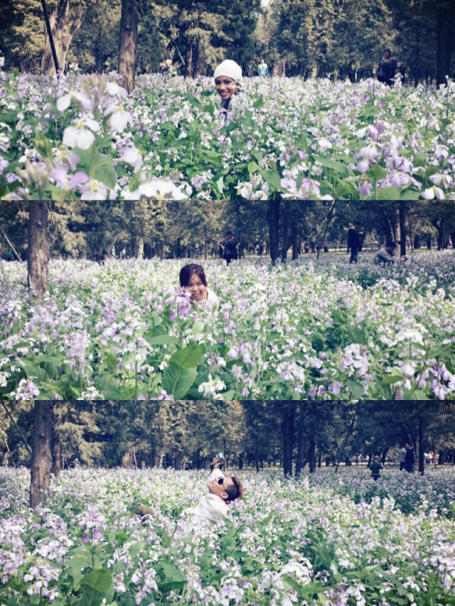 Beijing Springtime Story Temple of Heaven