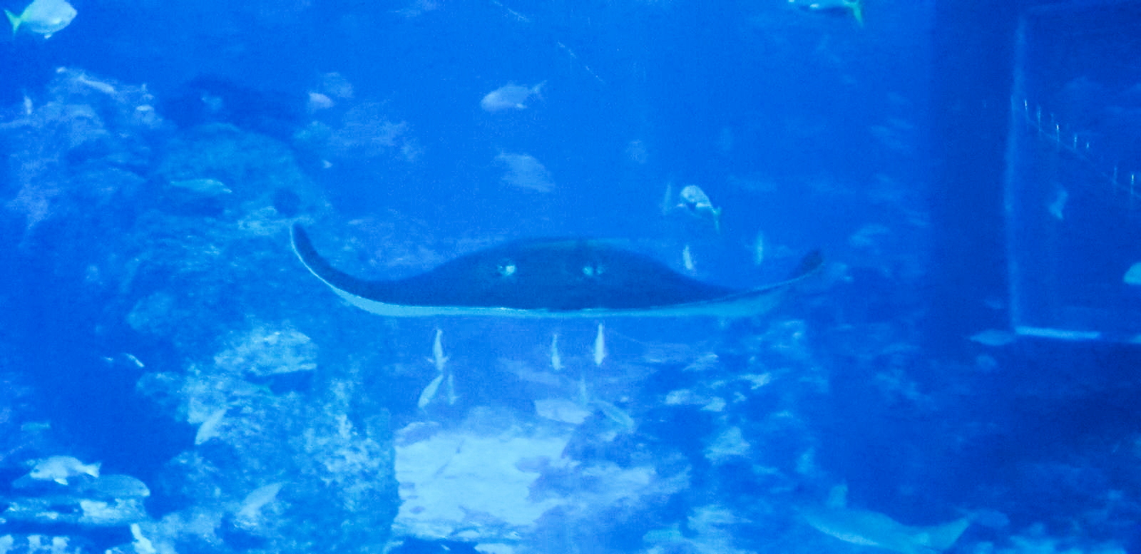 S.E.A. Aquarium at Resorts World Sentosa