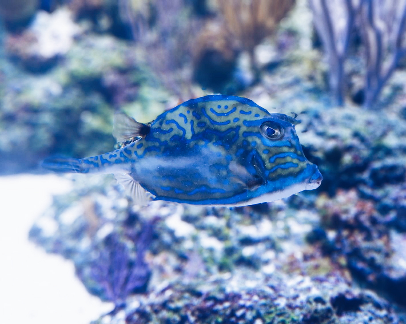 S.E.A. Aquarium at Resorts World Sentosa