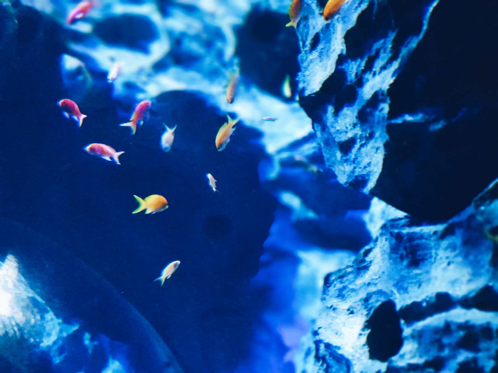 S.E.A. Aquarium at Resorts World Sentosa