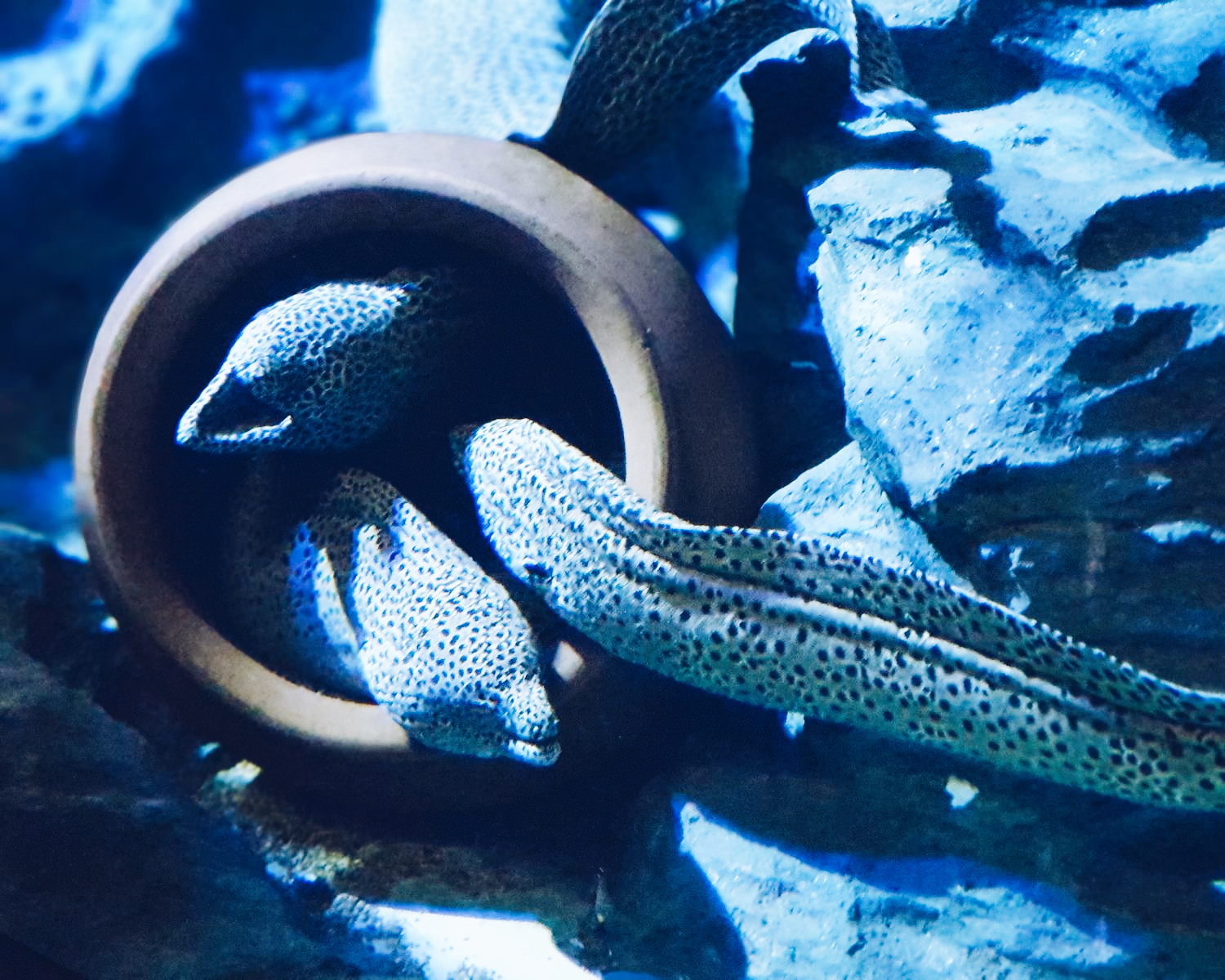 S.E.A. Aquarium at Resorts World Sentosa