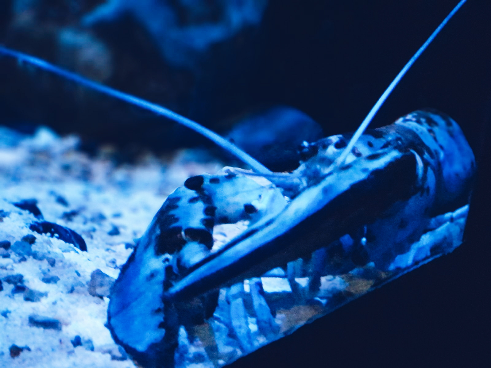 S.E.A. Aquarium at Resorts World Sentosa