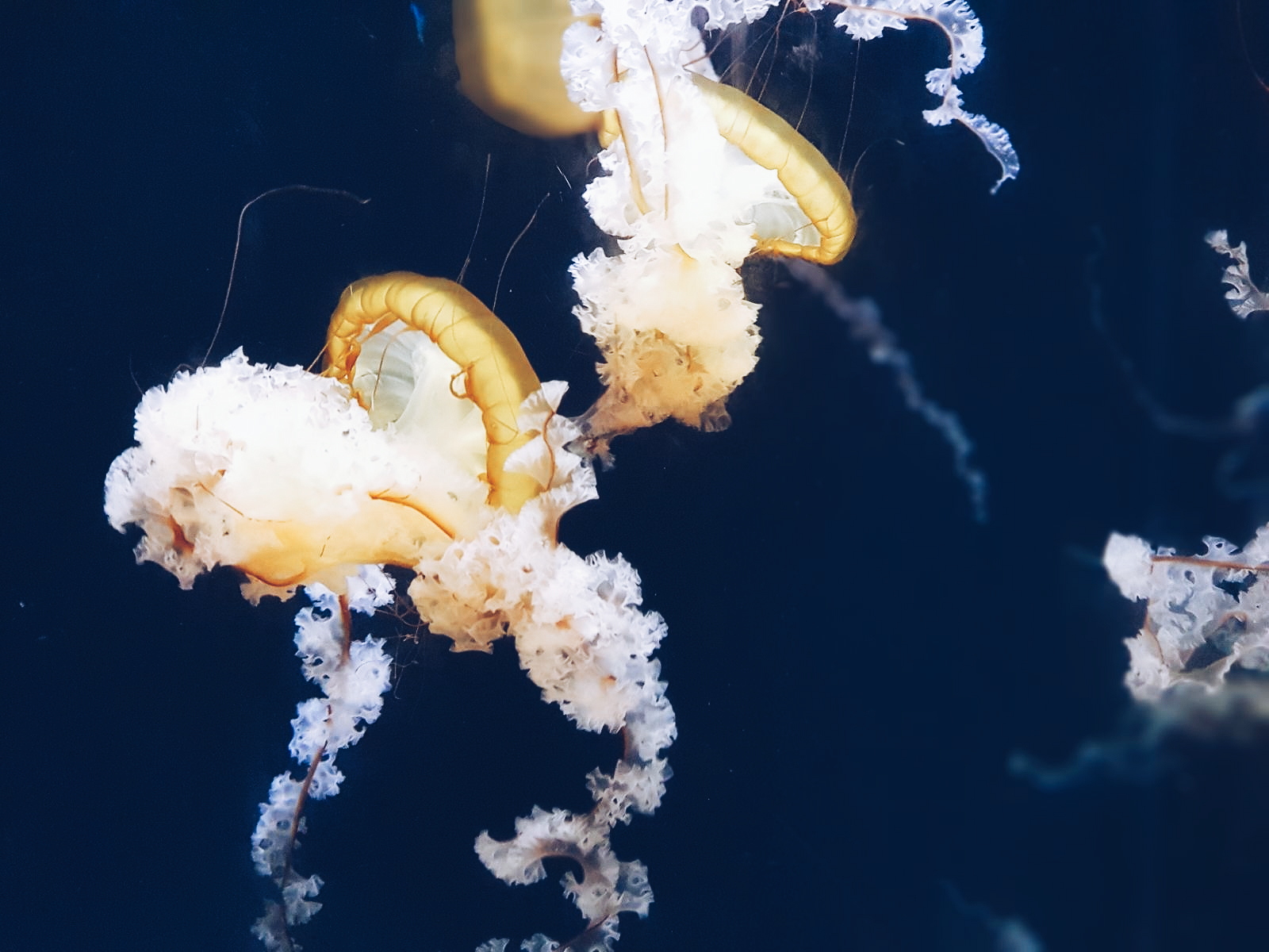 S.E.A. Aquarium at Resorts World Sentosa