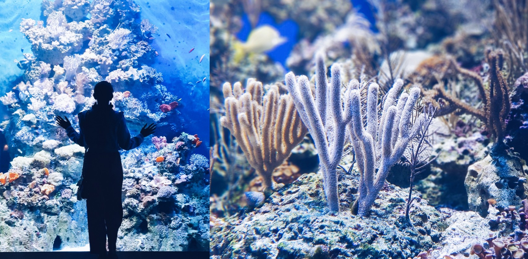 S.E.A. Aquarium at Resorts World Sentosa