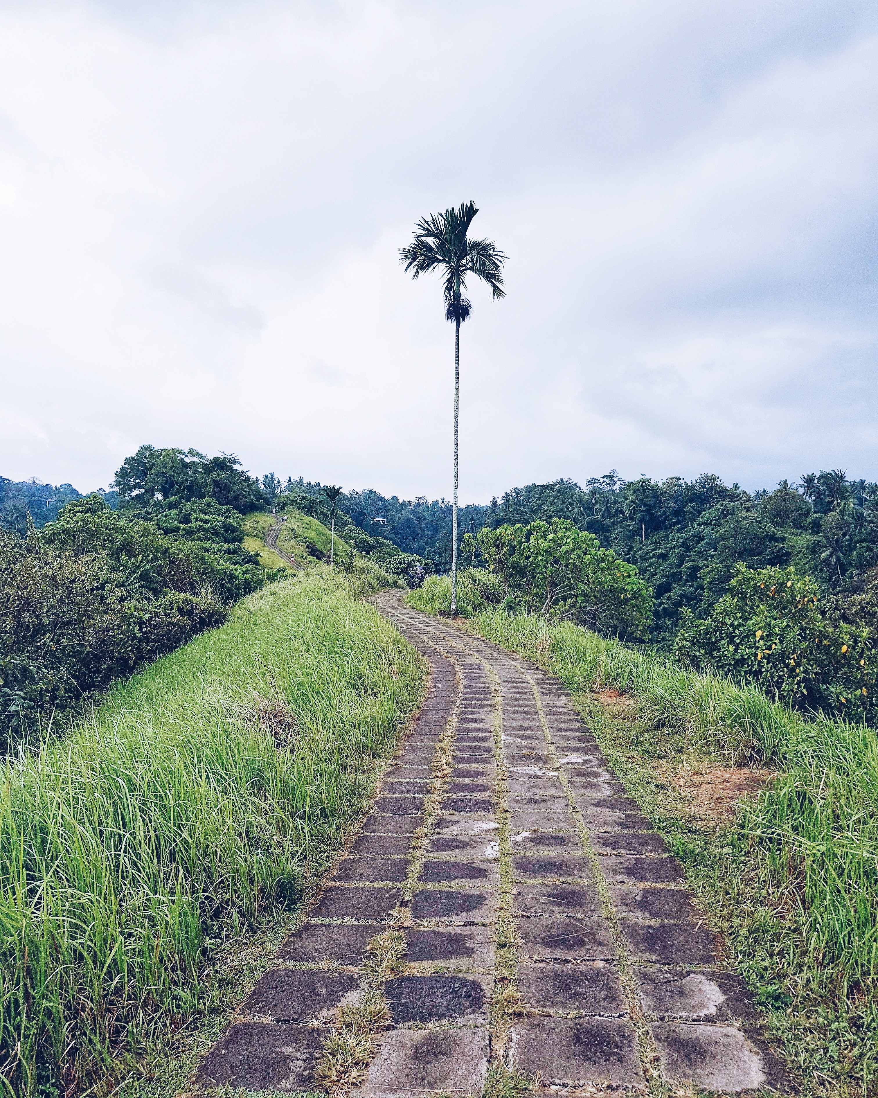 A Guide to Ubud Bali Itinerary  Campuhan Ridge Walk