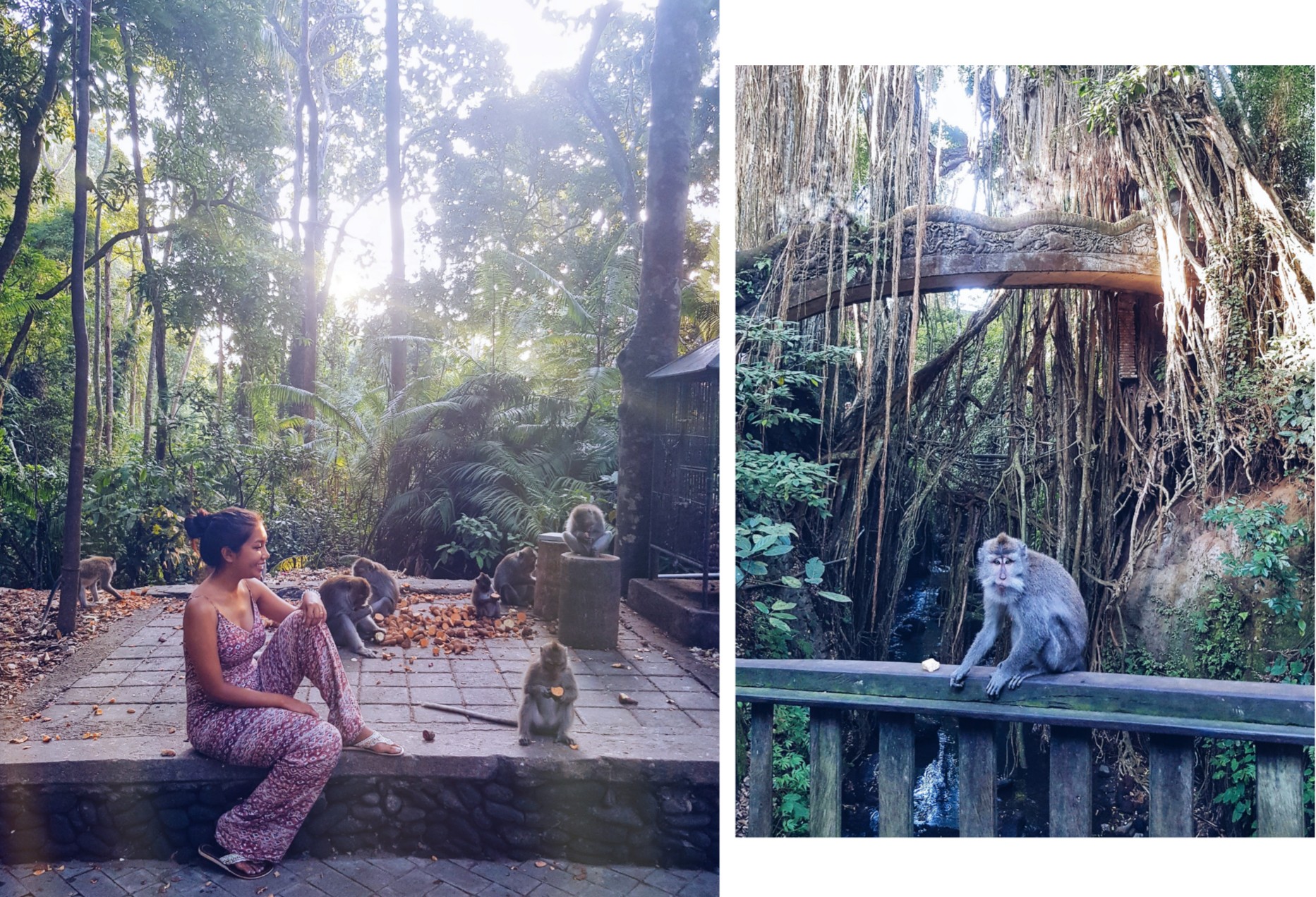 A Guide to Ubud Bali Itinerary Sacred Monkey Forest