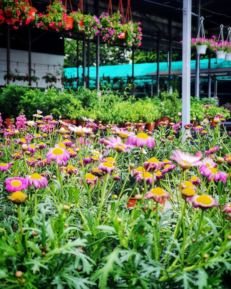 World Farm Garden Centre at Jurong