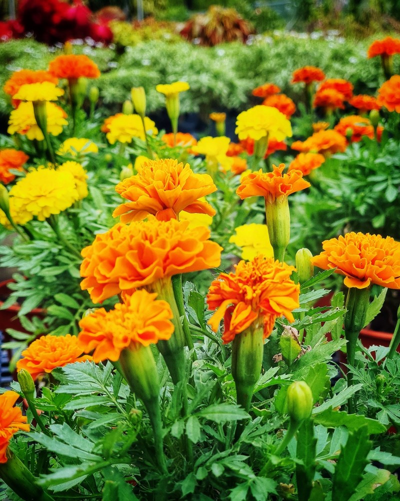 World Farm Garden Centre at Jurong