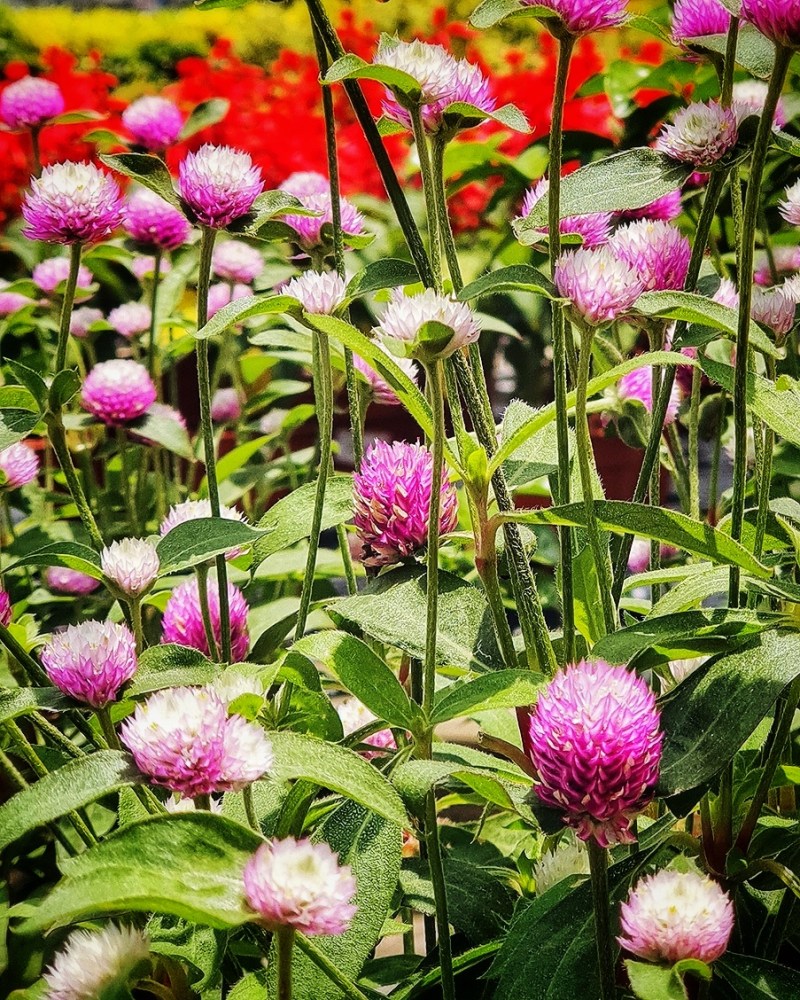 World Farm Garden Centre at Jurong