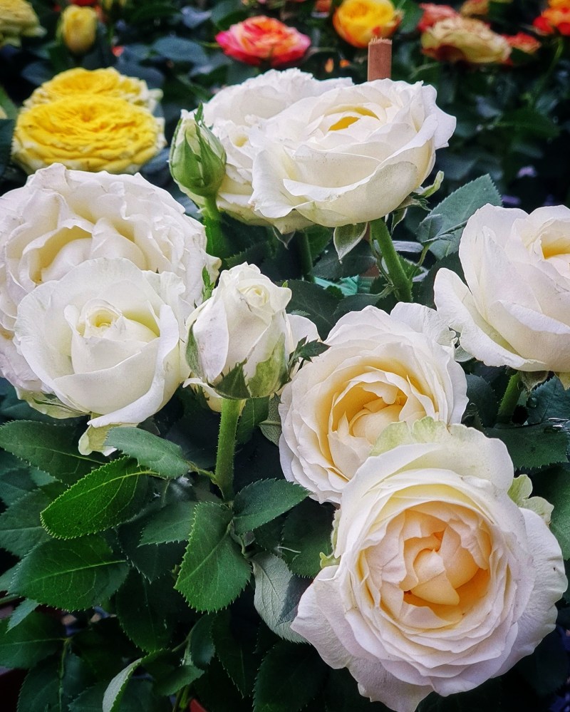 World Farm Garden Centre at Jurong