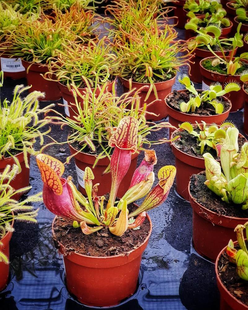 World Farm Garden Centre at Jurong