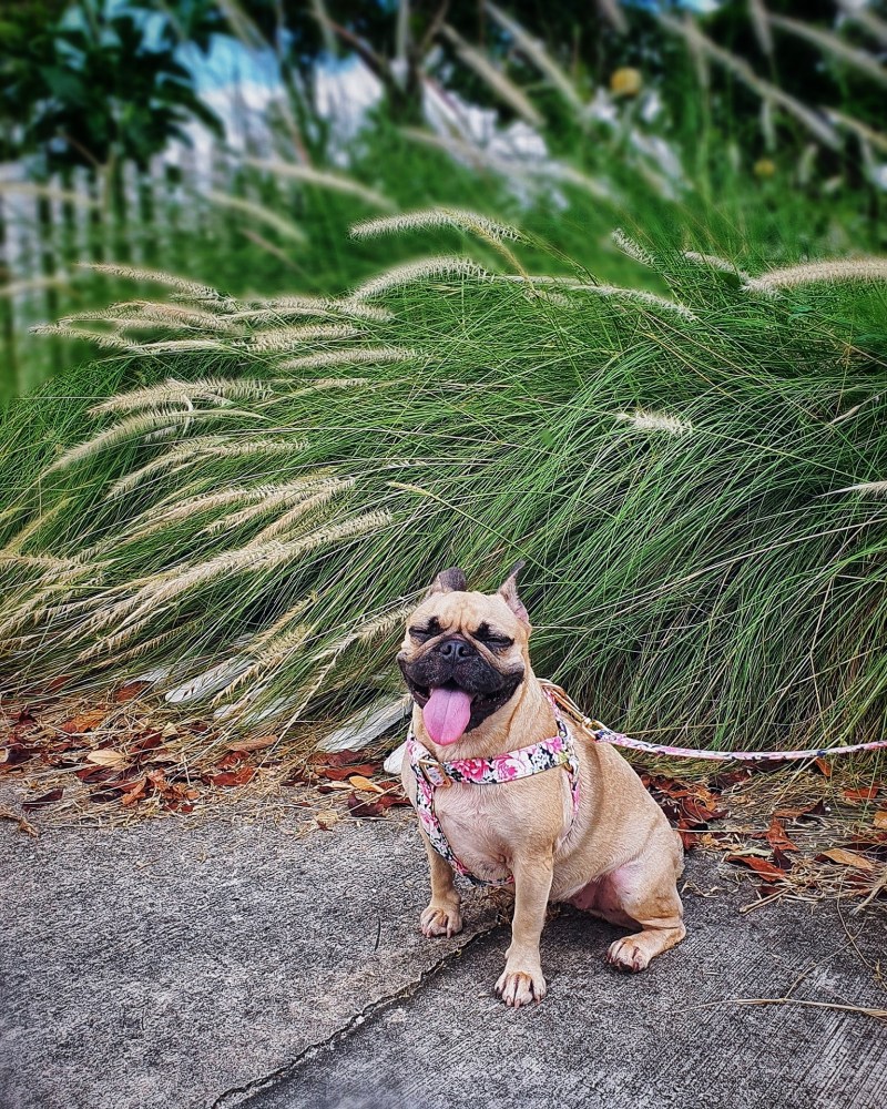 Raising a Frenchie Pug